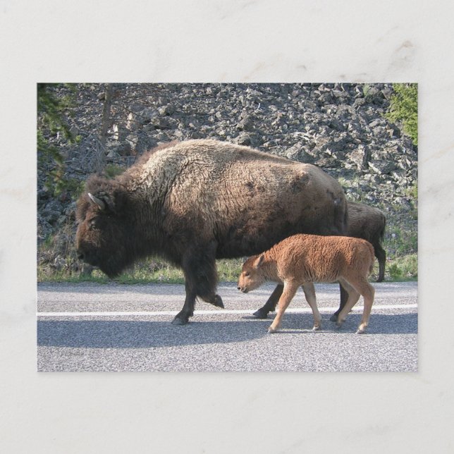 Cartão Postal Yellowstone Buffalo (Frente)