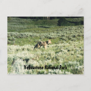 Cartão Postal Yellowstone Coyote