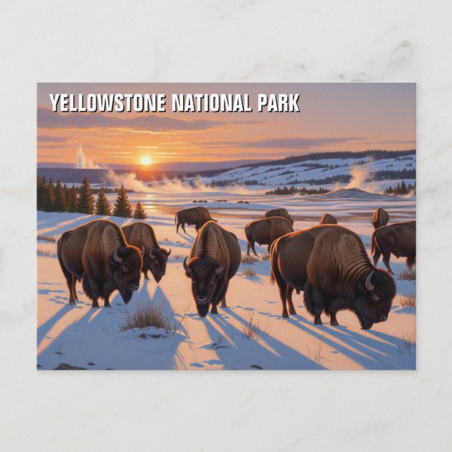 Cartão Postal Yellowstone National Park Bison (Frente)