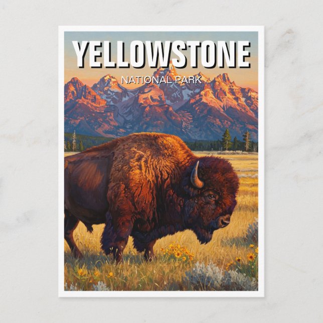 Cartão Postal Yellowstone National Park Bison (Frente)