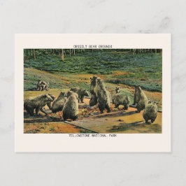 Cartão Postal Yellowstone National Park Grizzly Bear
