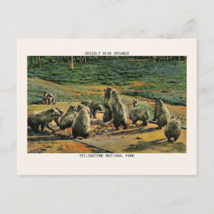 Cartão Postal Yellowstone National Park Grizzly Bear
