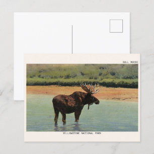 Cartão Postal Yellowstone National Park Wyoming BULL MOOSE