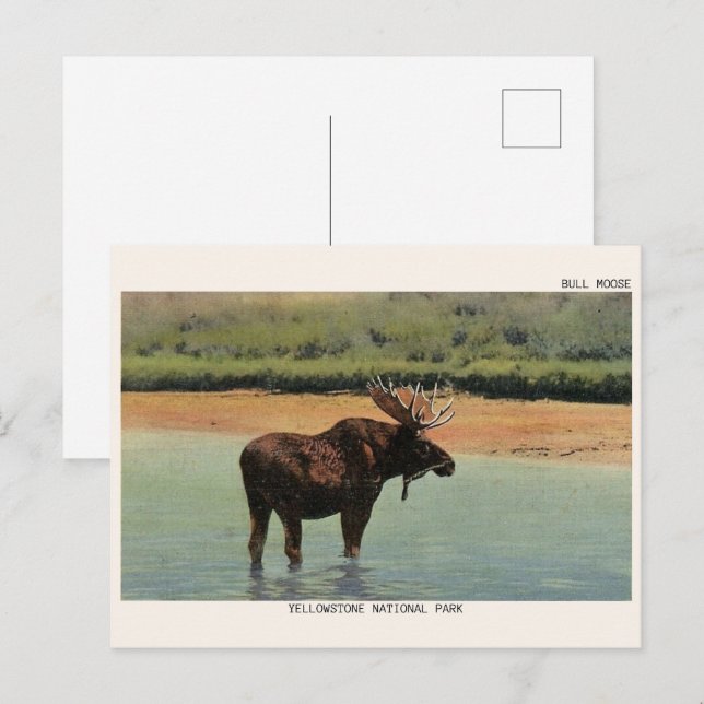 Cartão Postal Yellowstone National Park Wyoming BULL MOOSE (Frente/Verso)