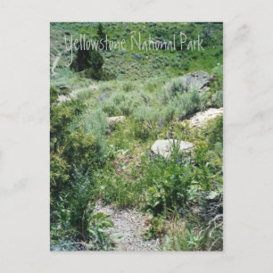 Cartão Postal Yellowstone Summer