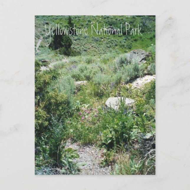 Cartão Postal Yellowstone Summer (Frente)