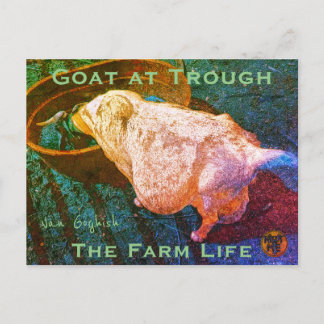 Cartão Postal YNOTME VAN GOGHISH GOAT AT TROUGH2a