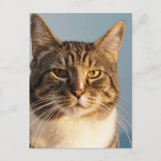 Cartão Postal Yoda (Frente)