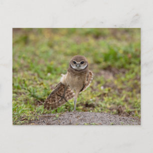 Cartão Postal Yoga Burrowing Owl na Flórida