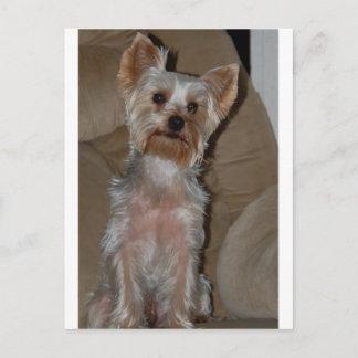Cartão Postal Yorkie