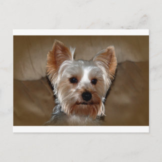 Cartão Postal Yorkie