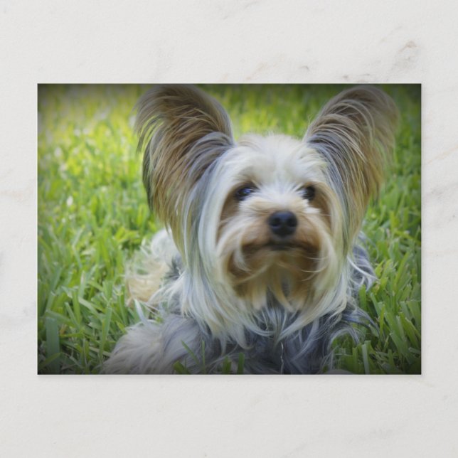 Cartão Postal Yorkie (Frente)