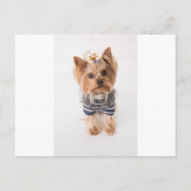 Cartão Postal yorkie-in sweater (Frente)