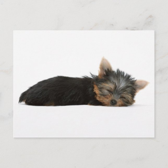 Cartão Postal Yorkie Puppy Dormindo (Frente)