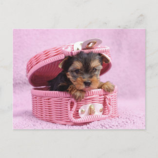 Cartão Postal Yorkie rosa
