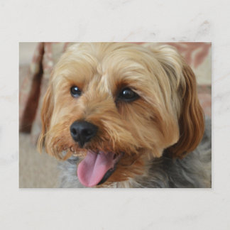 Cartão Postal Yorkie Zac