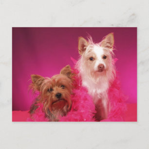 Cartão Postal Yorkies e Boas-Rosa
