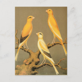 CARTÃO POSTAL YORKSHIRE CANARIES