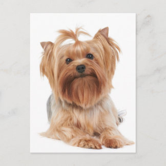 Cartão Postal Yorkshire terrier