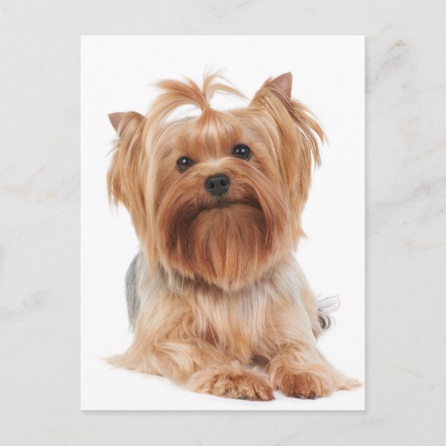 Cartão Postal Yorkshire terrier (Frente)