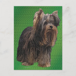 Cartão Postal Yorkshire Terrier