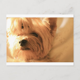 Cartão Postal Yorkshire Terrier