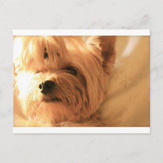 Cartão Postal Yorkshire Terrier