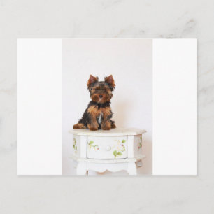 Cartão Postal Yorkshire Terrier
