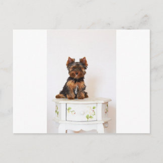 Cartão Postal Yorkshire Terrier