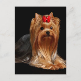 Cartão Postal Yorkshire Terrier