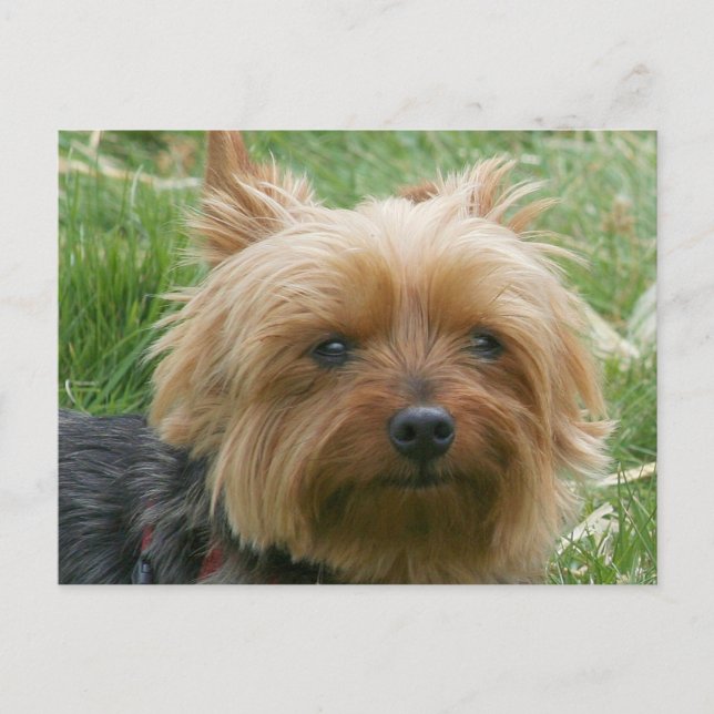 Cartão Postal Yorkshire Terrier (Frente)