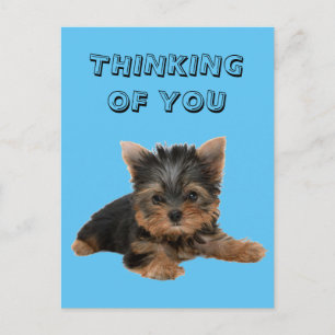 CARTÃO POSTAL YORKSHIRE TERRIER