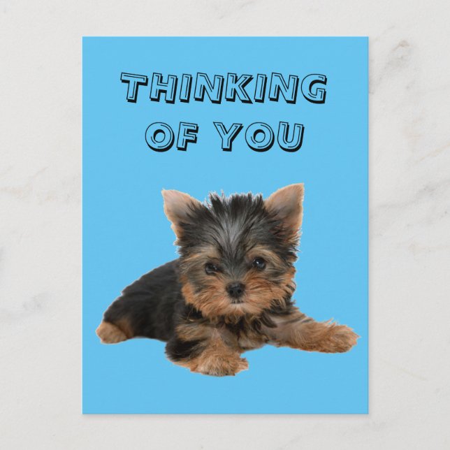 CARTÃO POSTAL YORKSHIRE TERRIER (Frente)