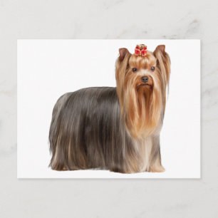 Cartão Postal Yorkshire Terrier