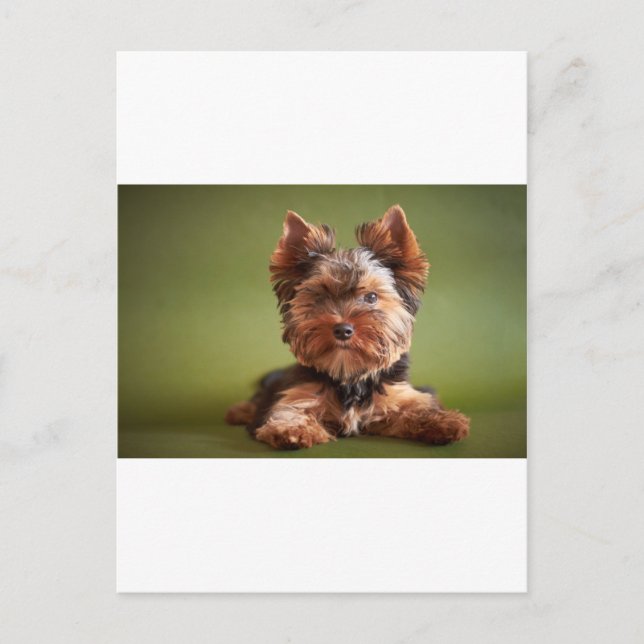 Cartão Postal Yorkshire Terrier (Frente)