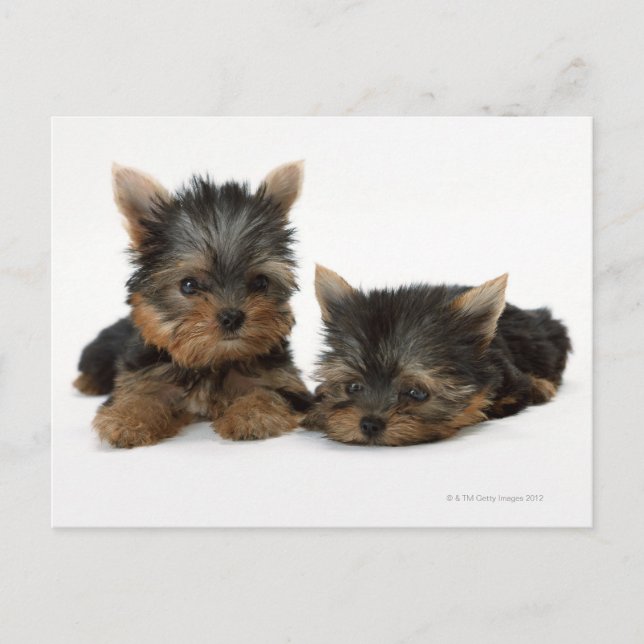 Cartão Postal Yorkshire Terrier (Frente)