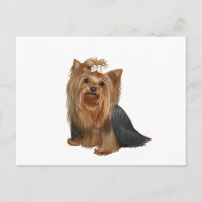 Cartão Postal Yorkshire Terrier (7) (Frente)