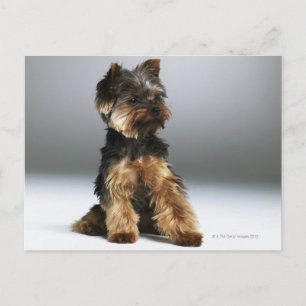 Cartão Postal Yorkshire terrier, close-up