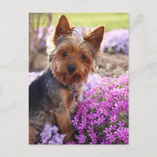 Cartão Postal Yorkshire Terrier Postcard (Frente)