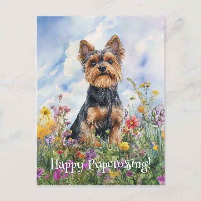 Cartão Postal Yorkshire Terrier Postcross - Postcard (Frente)