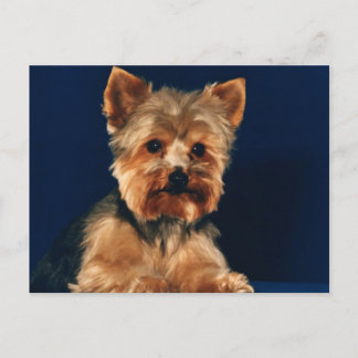 Cartão Postal Yorkshire Terrier Puppy
