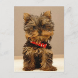 Cartão Postal Yorkshire Terrier Puppy