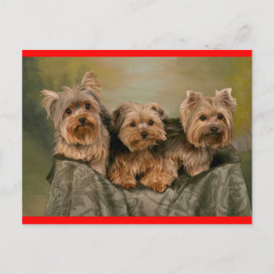Cartão Postal Yorkshire Terrier Puppy Dog Greeting Postcard