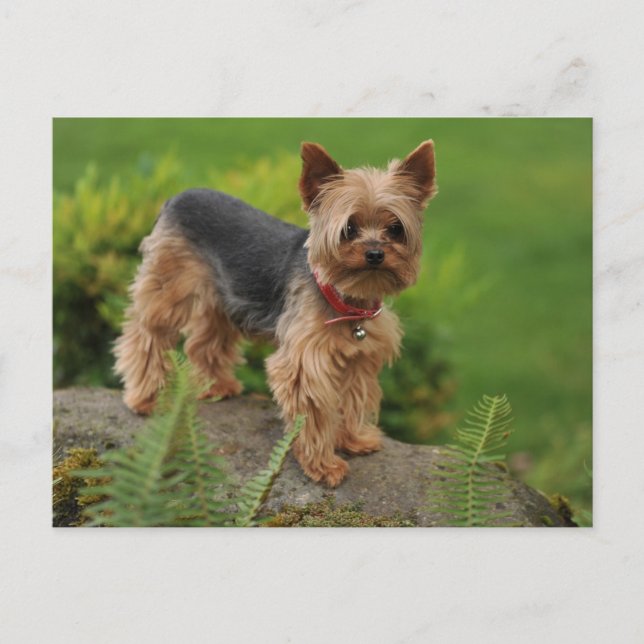 Cartão Postal Yorkshire Terrier Puppy Dog Posta Card (Frente)