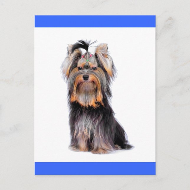 Cartão Postal Yorkshire Terrier Puppy Dog Vazio Blue Postcard (Frente)