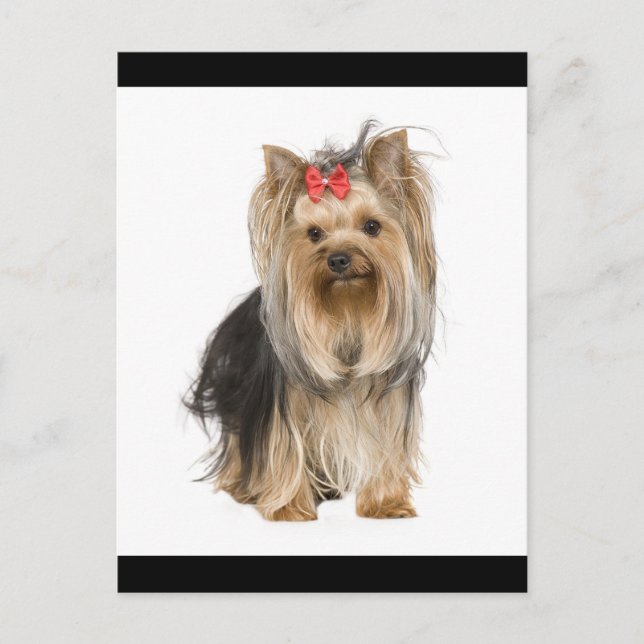 Cartão Postal Yorkshire Terrier Puppy Dog Vazio Postcard (Frente)