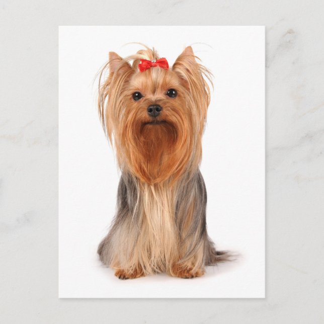 Cartão Postal Yorkshire Terrier Puppy Dog Vazio Postcard (Frente)