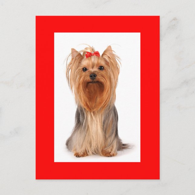 Cartão Postal Yorkshire Terrier Puppy Dog Vazio Red Postcard (Frente)