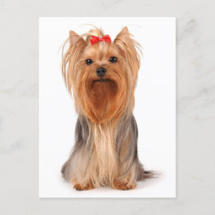 Cartão Postal Yorkshire Terrier Puppy Dog Vazio Yorkie Postcard
