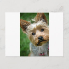 Cartão Postal Yorkshire Terrier Puppy - "jjhelene design"